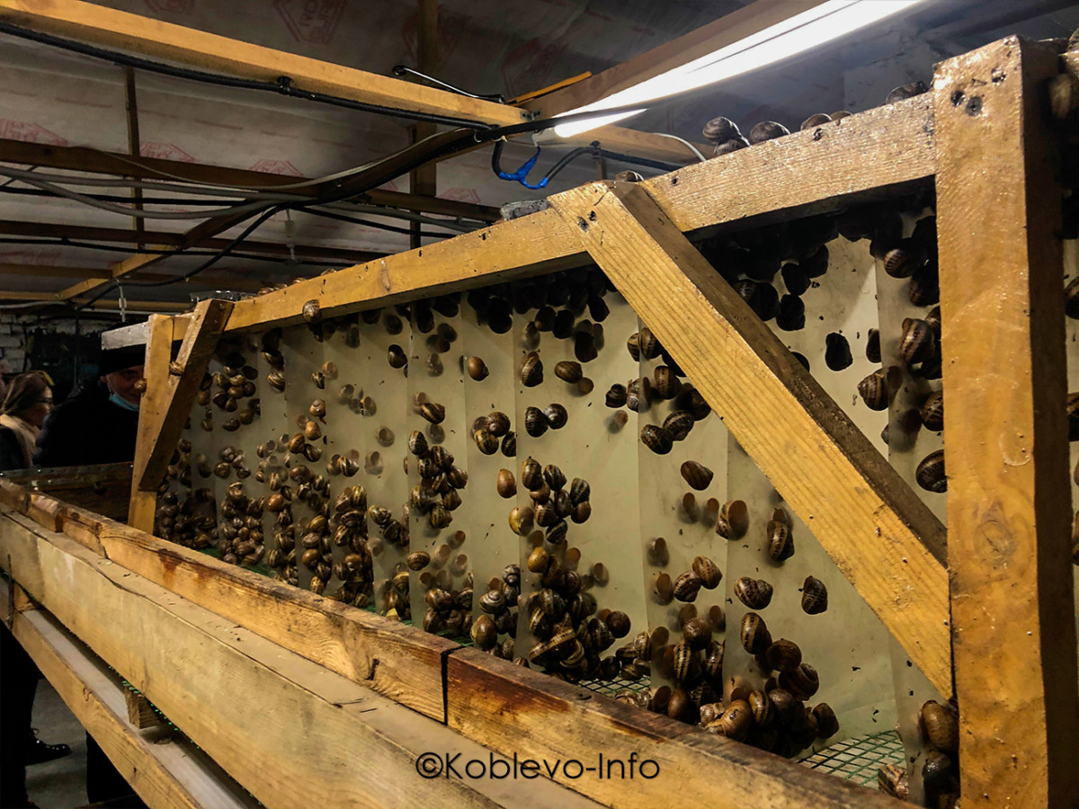 Условия для выращивания улиток