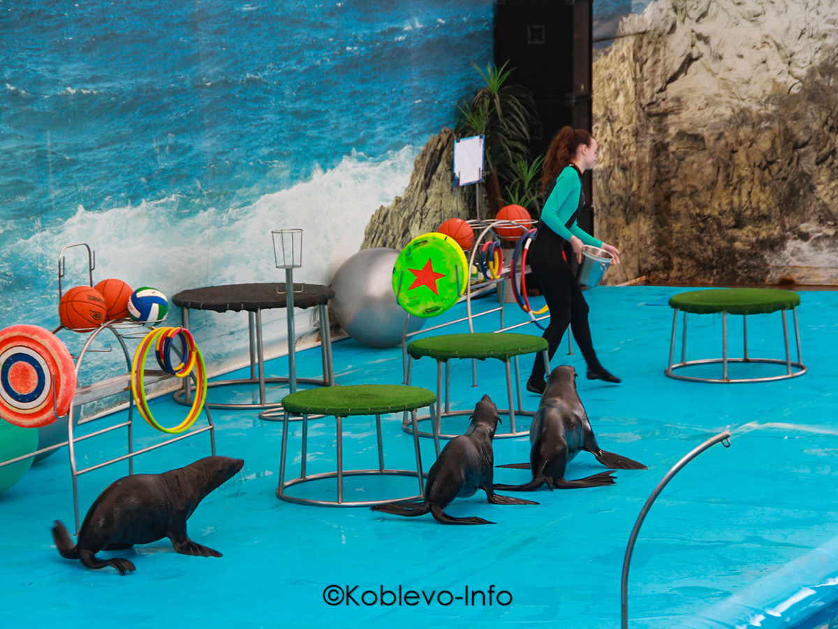 Сколько стоит посетить дельфинарий в Коблево