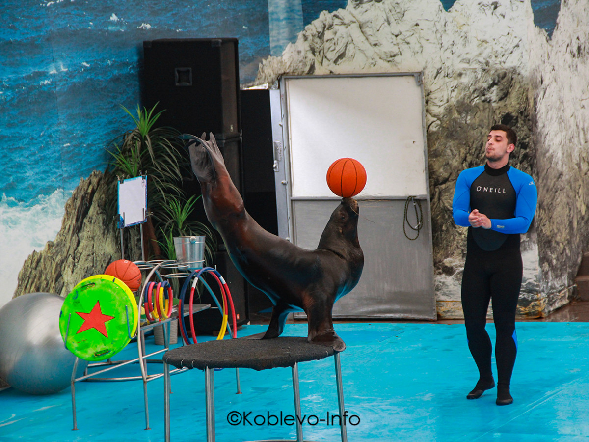 Дрессированные животные в дельфинарии в Коблево