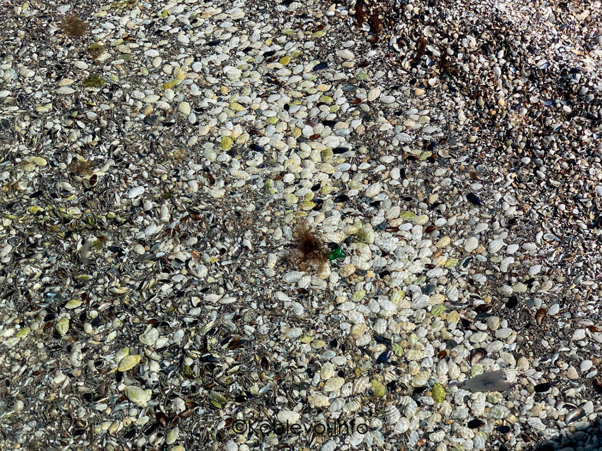 Ракушки на Кинбурнском полуострове