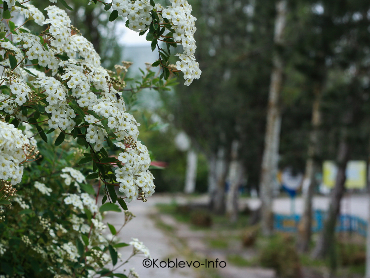 Живописная природа Коблево