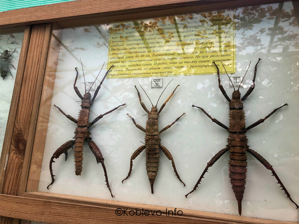 Виды палочников в Николаевском зоопарке