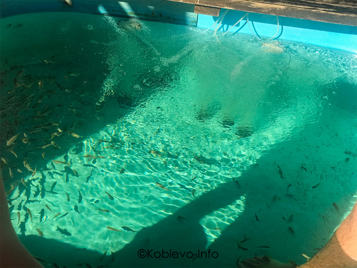 Цена на пилинг рыбками в Коблево