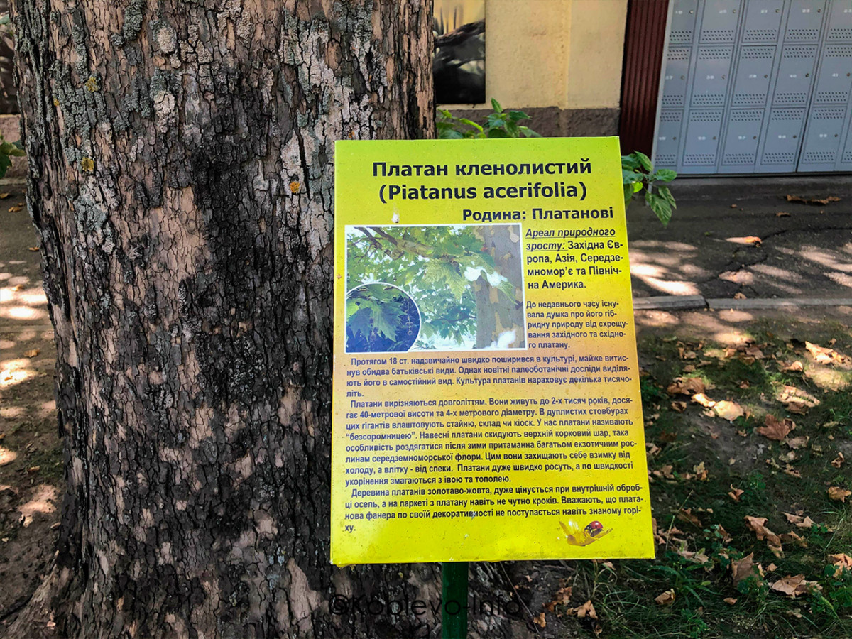 Виды деревьев в Зоопарке Николаев