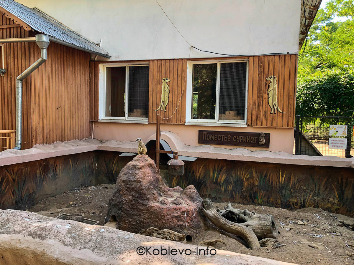 Фото сурикатов в Николаевском зоопарке