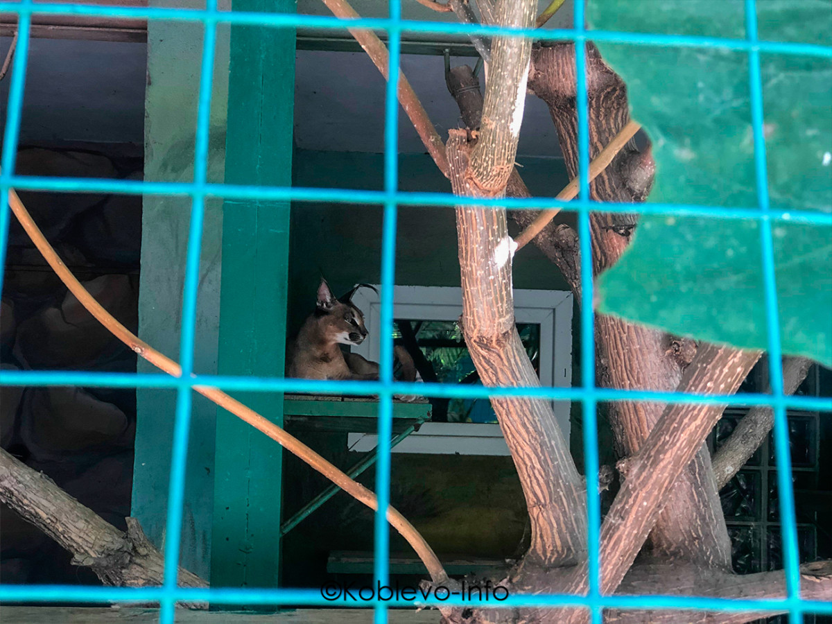 Фото животных в вольере Николаевского зоопарка