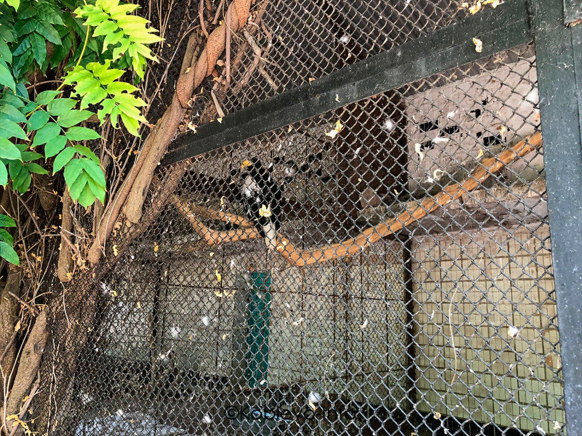 Фото вольеров с птицами в зоопарке в Николаеве