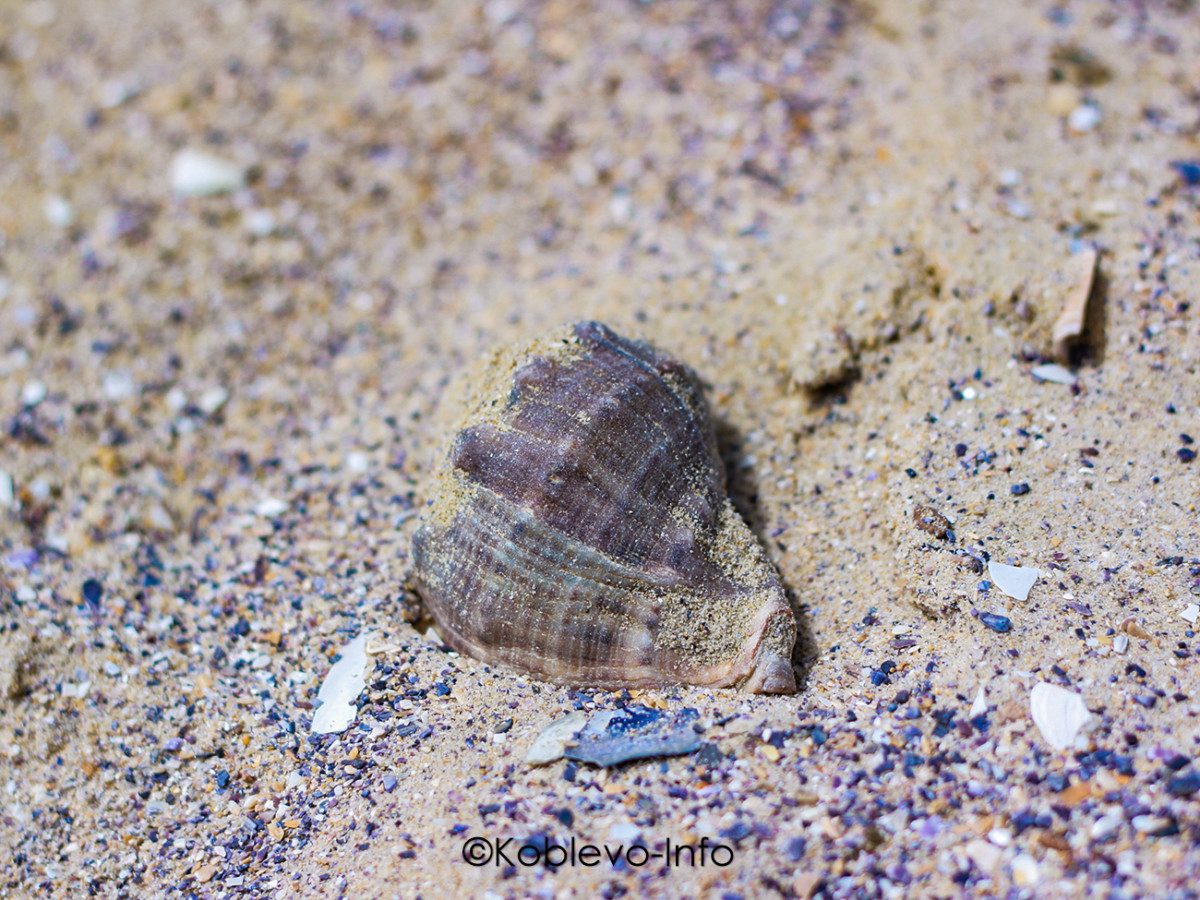 Фото ракушек на пляже в Коблево