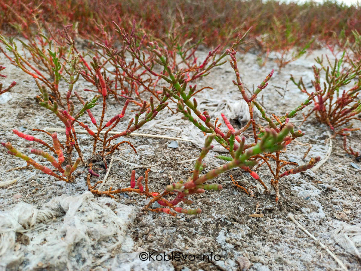 Какие растения есть на соленом озере