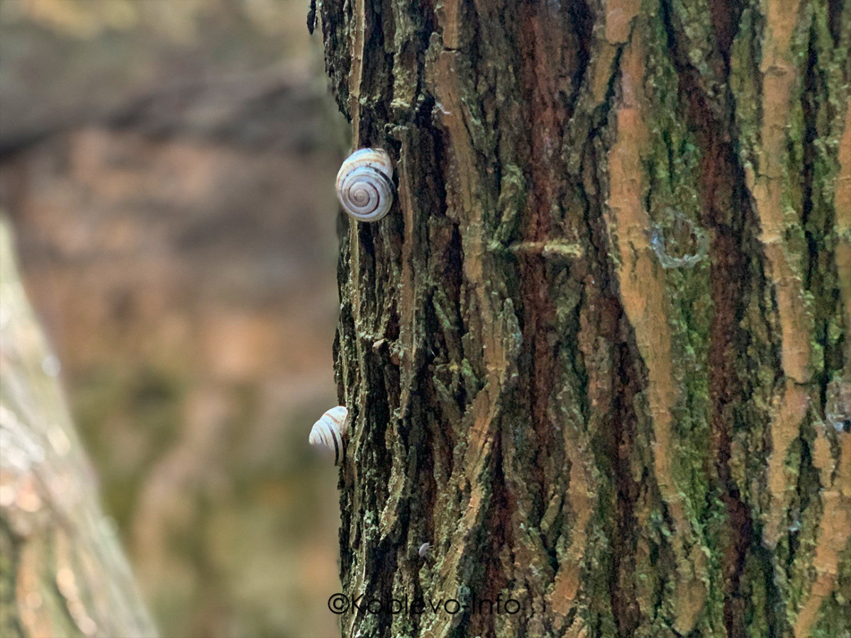 Природа на острове Березань