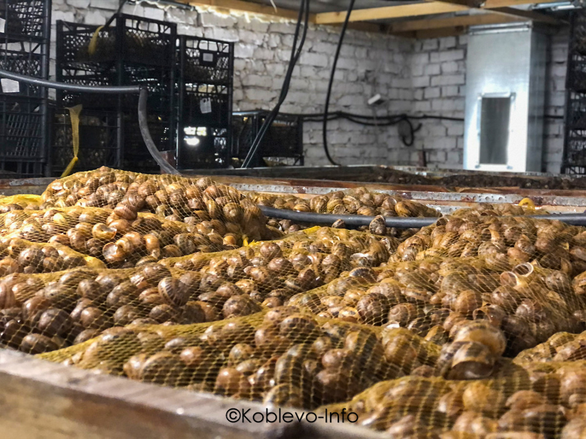 Заказать экскурсию на улиточную ферму