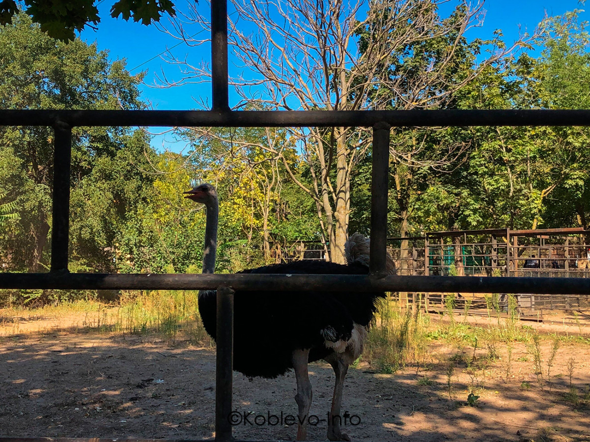 В Николаевском зоопарке есть страусы