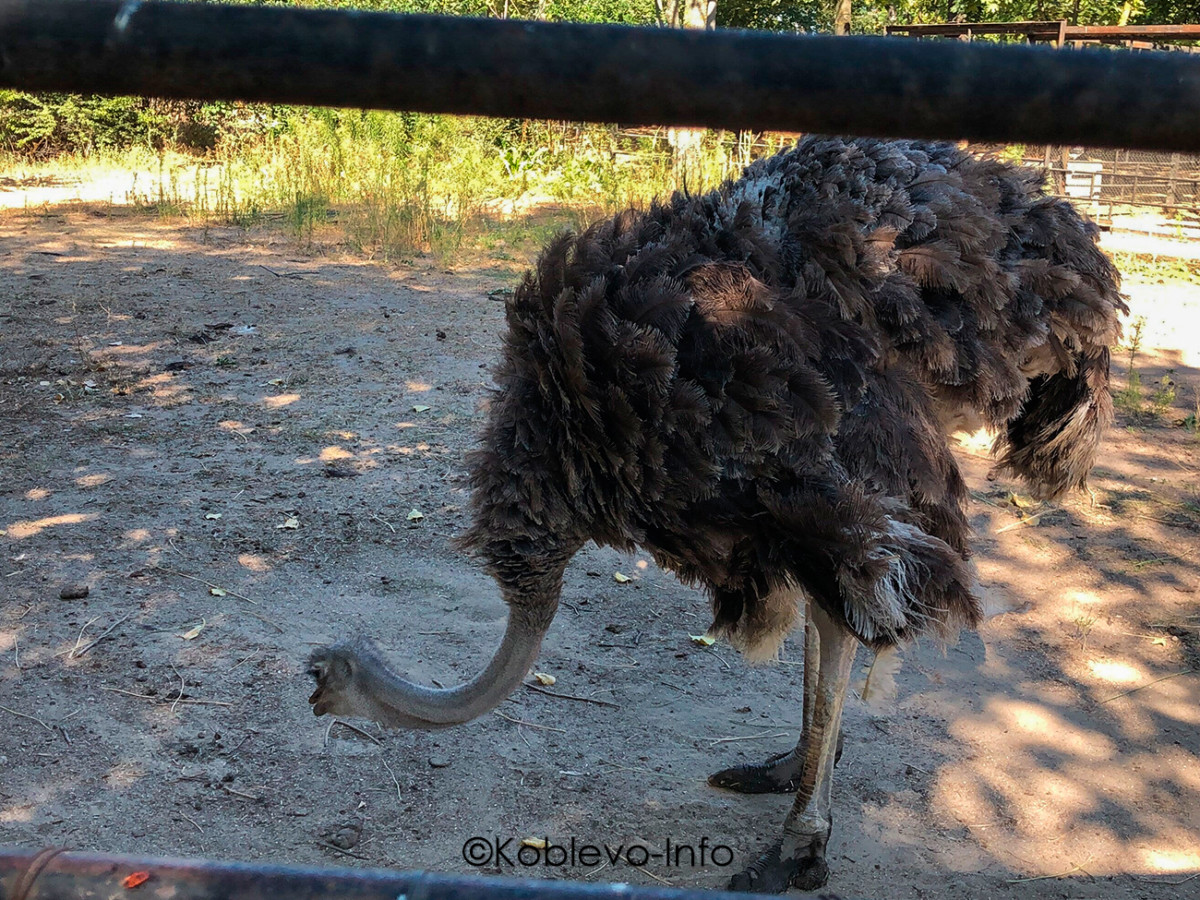 Заказать экскурсию в Николаевский зоопарк