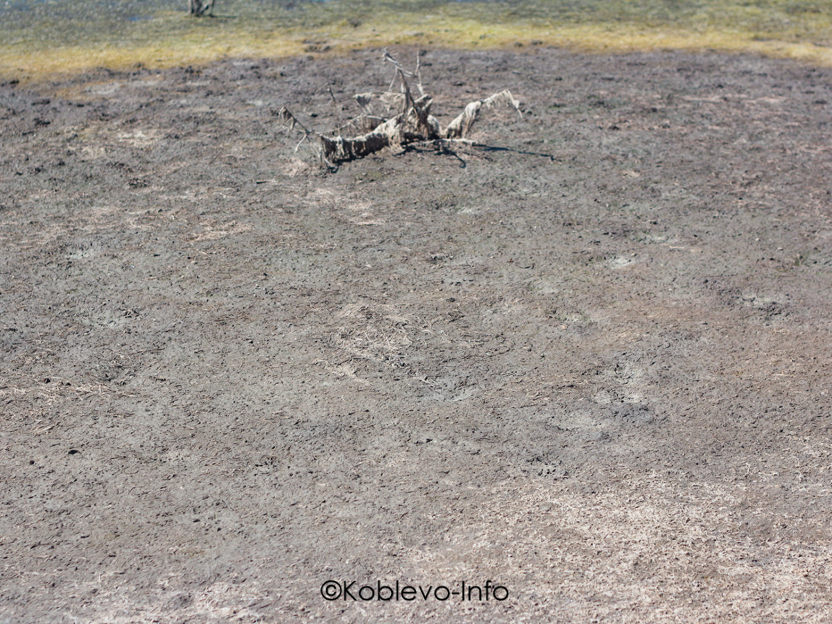 В каких целях используют лечебную грязь