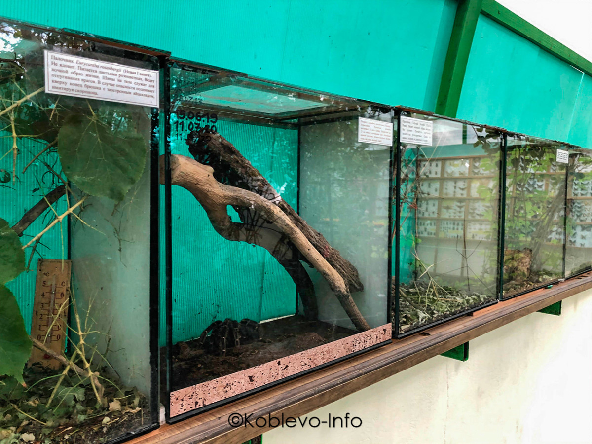 Фото пауков в зоопарке Николаева