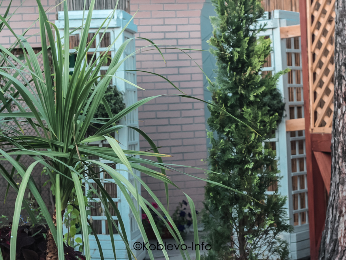 Рестораны с красивой территорией в Коблево