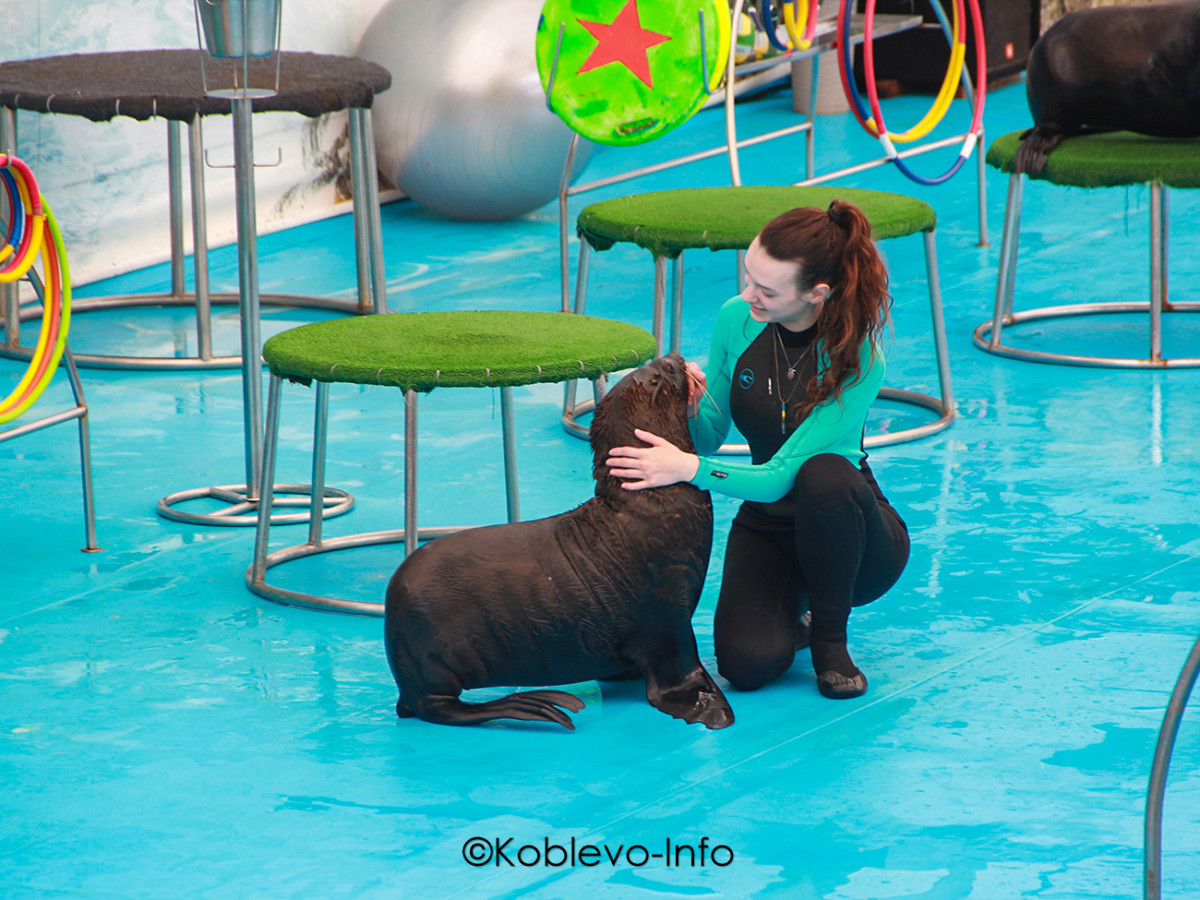 Цены на билеты в дельфинарий в Коблево