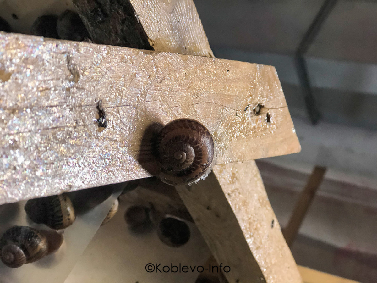 Улитки на Улиточной ферме