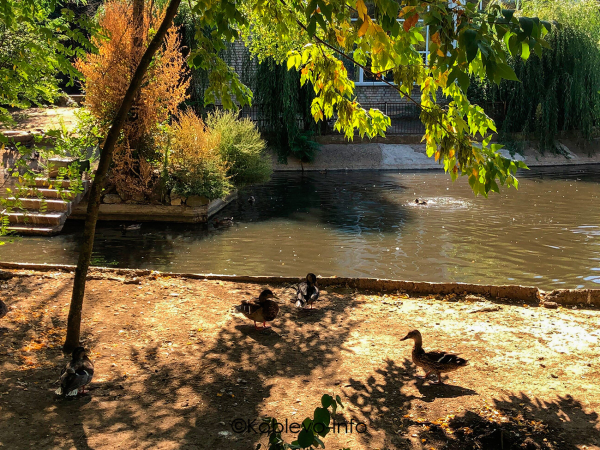 Пруд с птицами в Николаевском зоопарке