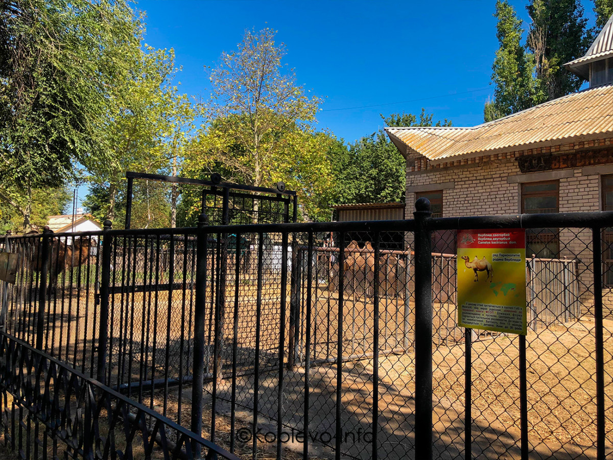 Вольер с верблюдами в Николаевском зоопарке