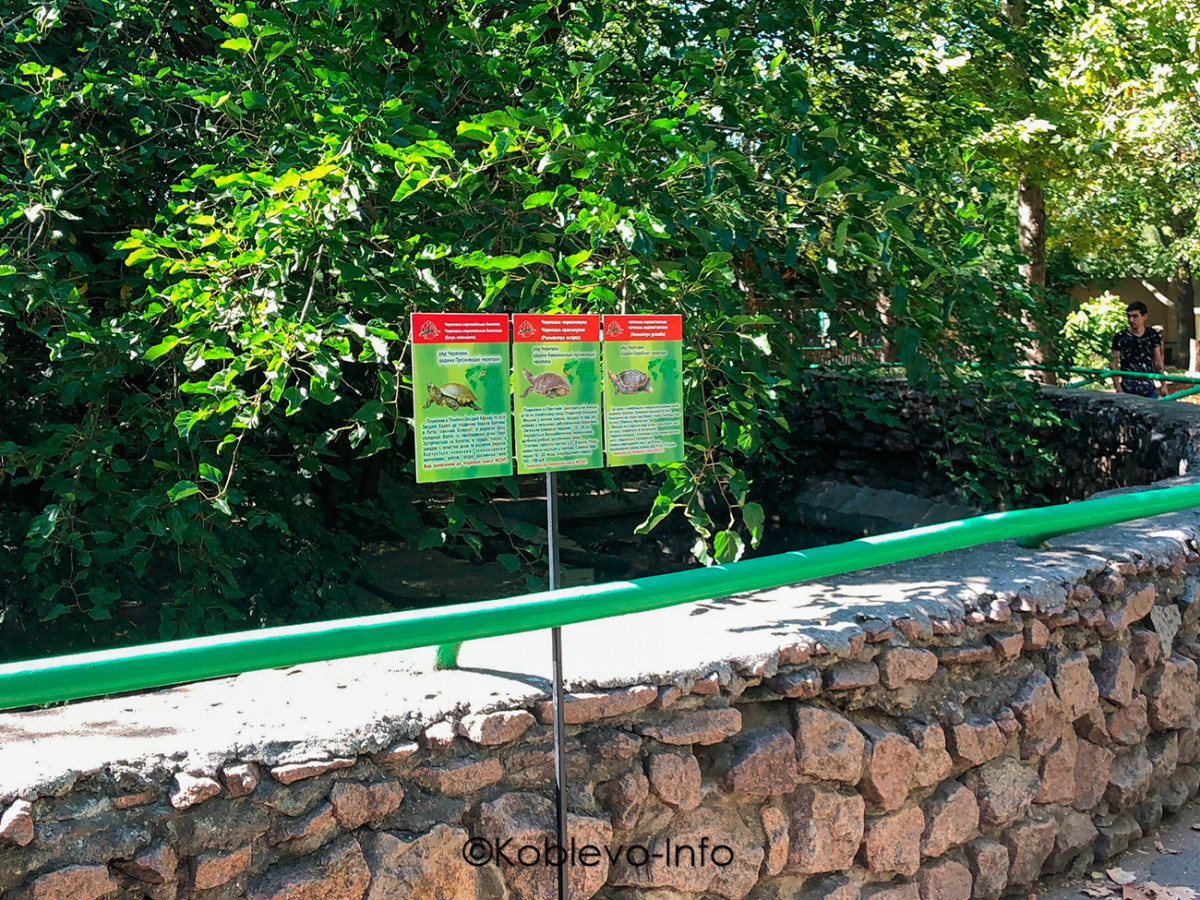 Черепахи в зоопарке Николаева