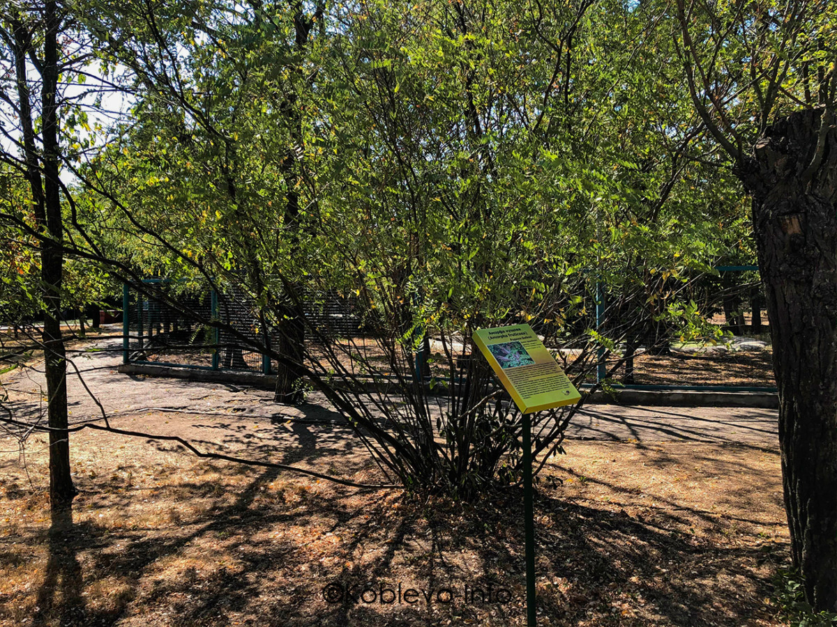 Растения в зоопарке Николаева