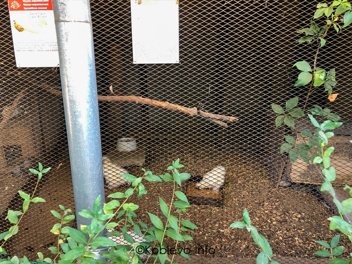 Птицы в вольере в Николаевском зоопарке