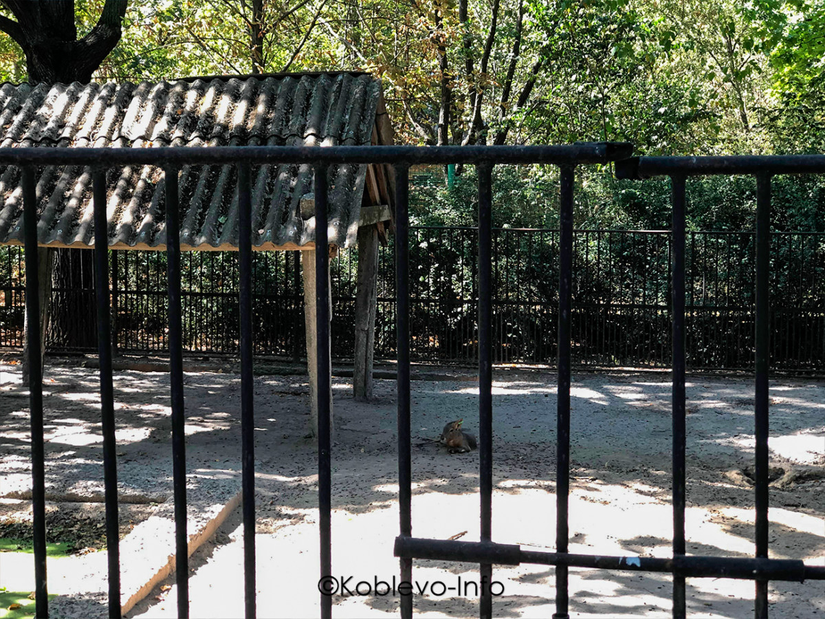 Фото капибары в Николаевском зоопарке