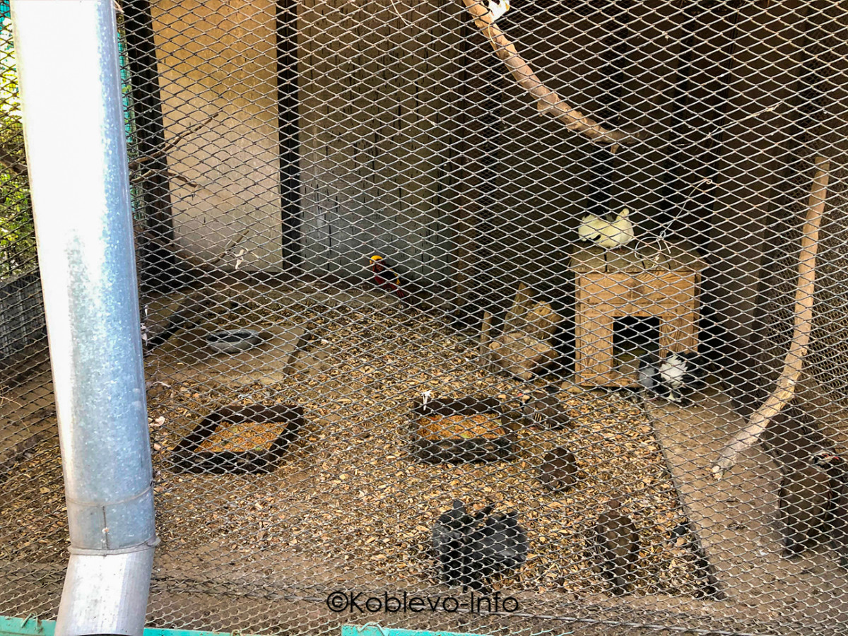 Экскурсия в Николаевский зоопарк из Коблево