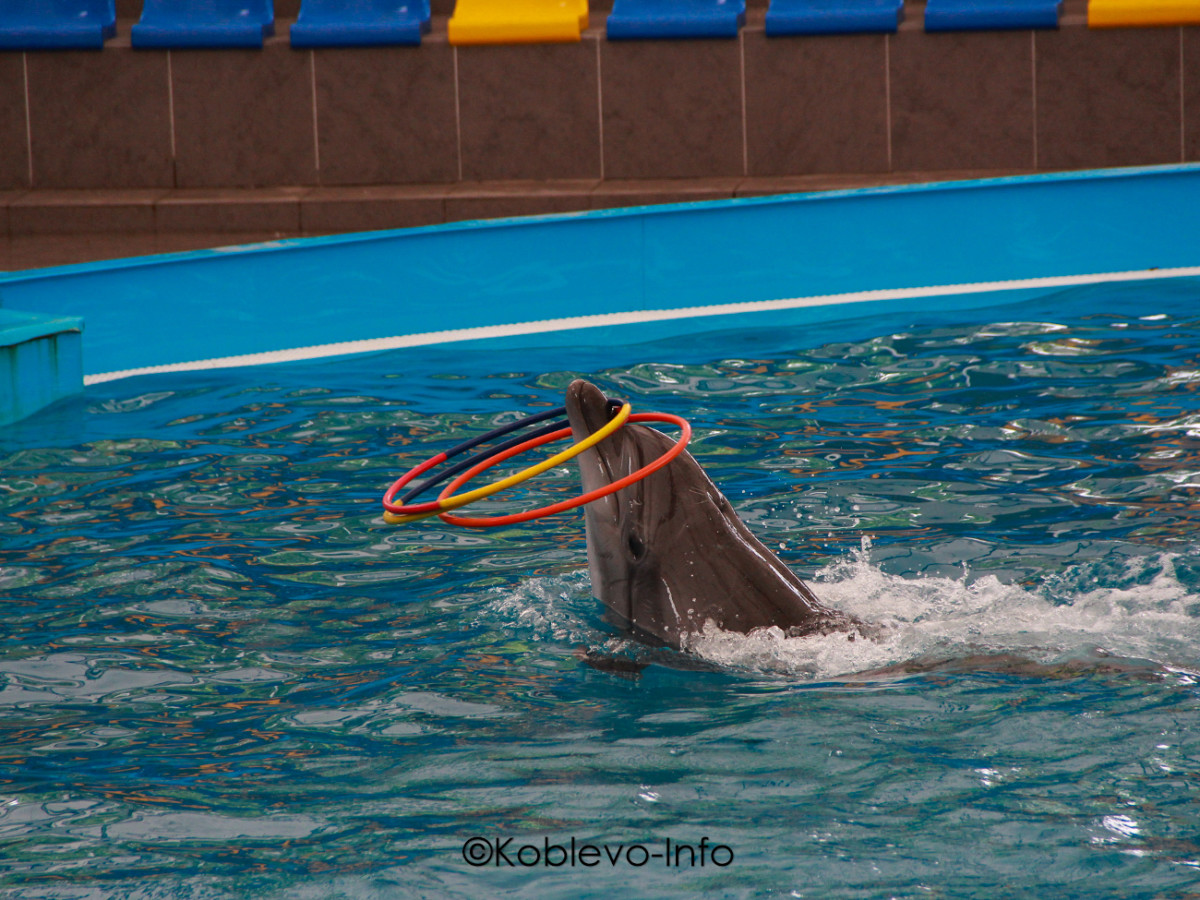 Цены в дельфинарии Коблево 2021