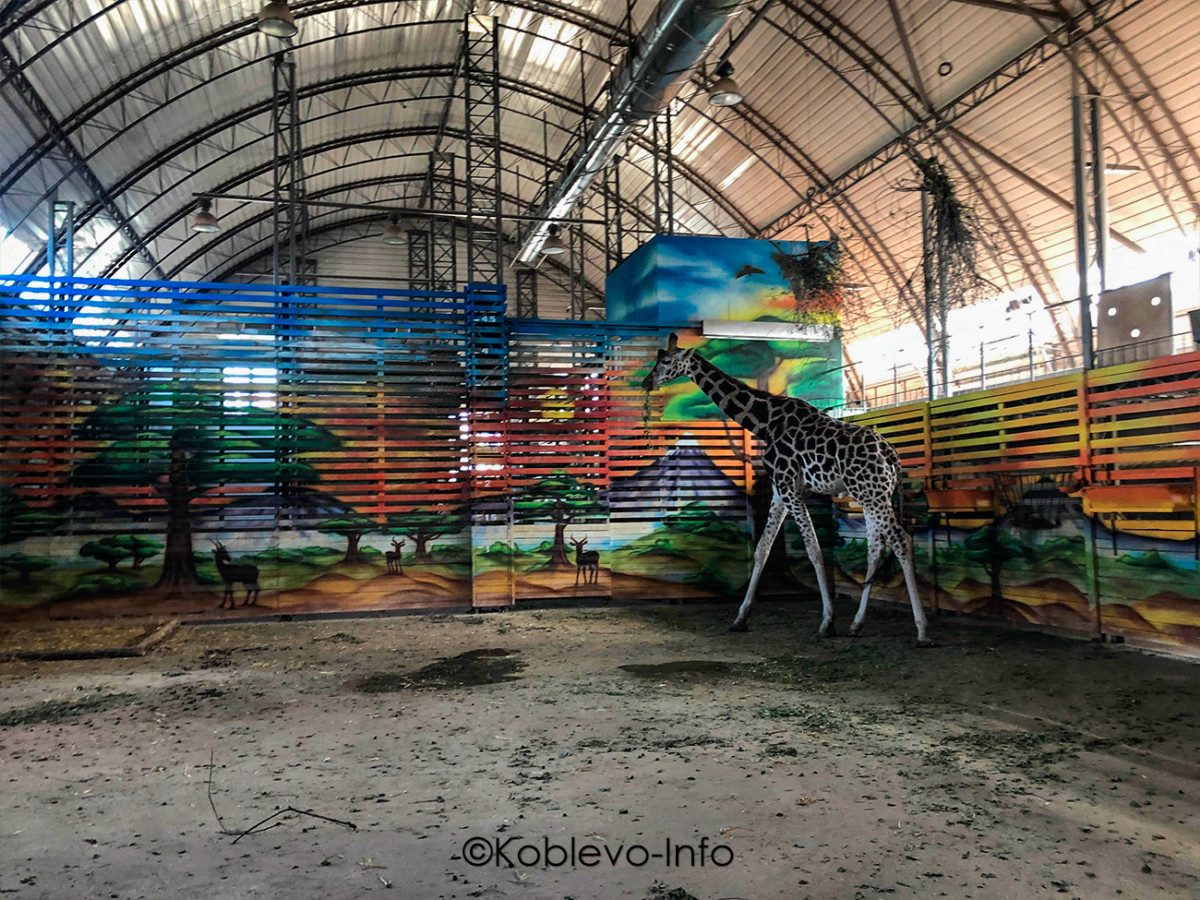 Жираф в вольере в Николаевском зоопарке